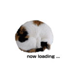 うちの猫しかいないスタンプ2（個別スタンプ：25）