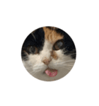 うちの猫しかいないスタンプ2（個別スタンプ：26）