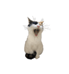 うちの猫しかいないスタンプ2（個別スタンプ：27）