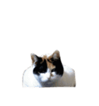 うちの猫しかいないスタンプ2（個別スタンプ：28）