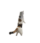 うちの猫しかいないスタンプ2（個別スタンプ：29）