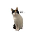 うちの猫しかいないスタンプ2（個別スタンプ：31）