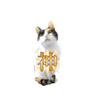 うちの猫しかいないスタンプ2（個別スタンプ：33）