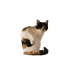 うちの猫しかいないスタンプ2（個別スタンプ：34）