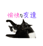 うちの猫しかいないスタンプ2（個別スタンプ：39）