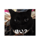 家のチャチャ（個別スタンプ：3）