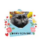 家のチャチャ（個別スタンプ：4）