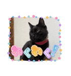 家のチャチャ（個別スタンプ：5）
