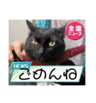 家のチャチャ（個別スタンプ：6）