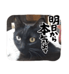 家のチャチャ（個別スタンプ：9）