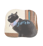 家のチャチャ（個別スタンプ：13）