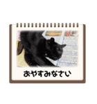家のチャチャ（個別スタンプ：15）