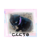 家のチャチャ（個別スタンプ：16）