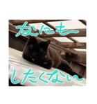 家のチャチャ（個別スタンプ：17）