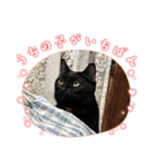 家のチャチャ（個別スタンプ：20）