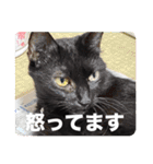 家のチャチャ（個別スタンプ：22）