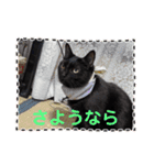 家のチャチャ（個別スタンプ：24）