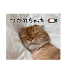 猫だらけ あけおめ（個別スタンプ：12）