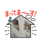 猫だらけ あけおめ（個別スタンプ：13）