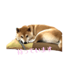 柴犬りゅうの毎日（個別スタンプ：5）