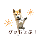 柴犬りゅうの毎日（個別スタンプ：6）