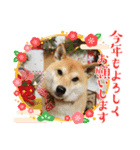 柴犬りゅうの毎日（個別スタンプ：14）