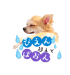 イケメンわんこ★TIARAくん（個別スタンプ：39）