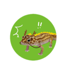 レオパのヒマちゃん（個別スタンプ：1）