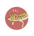 レオパのヒマちゃん（個別スタンプ：3）