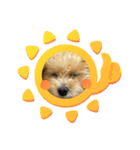 ぽんさん☀️（個別スタンプ：6）