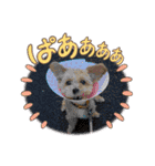 ぽんさん☀️（個別スタンプ：10）