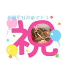モイちゃん1歳（個別スタンプ：1）