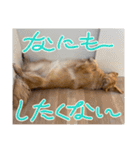 モイちゃん1歳（個別スタンプ：5）