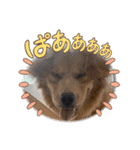 モイちゃん1歳（個別スタンプ：6）