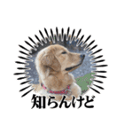 モイちゃん1歳（個別スタンプ：7）