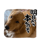 モイちゃん1歳（個別スタンプ：8）