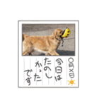 モイちゃん1歳（個別スタンプ：11）