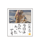 モイちゃん1歳（個別スタンプ：12）