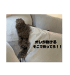 オラオラな犬のスタンプ（個別スタンプ：13）