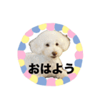 トイプードル ”はる” の1日（個別スタンプ：11）