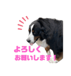 バーニーズマウンテンドッグのバディ（個別スタンプ：1）