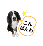 バーニーズマウンテンドッグのバディ（個別スタンプ：2）