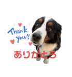 バーニーズマウンテンドッグのバディ（個別スタンプ：4）