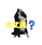 バーニーズマウンテンドッグのバディ（個別スタンプ：7）