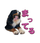 バーニーズマウンテンドッグのバディ（個別スタンプ：14）