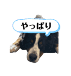 バーニーズマウンテンドッグのバディ（個別スタンプ：15）