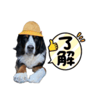 バーニーズマウンテンドッグのバディ（個別スタンプ：20）