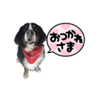 バーニーズマウンテンドッグのバディ（個別スタンプ：21）