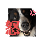 バーニーズマウンテンドッグのバディ（個別スタンプ：28）