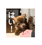 チワワのタオくん（個別スタンプ：3）
